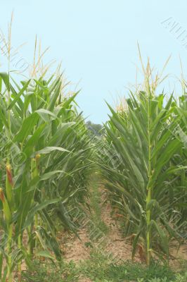 Cornfield