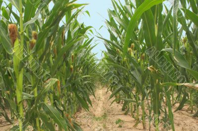 Cornfield