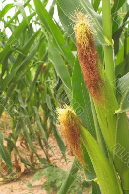 Corn Stalks