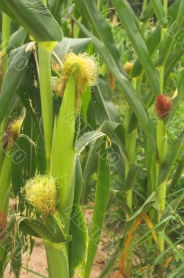 Corn Stalks