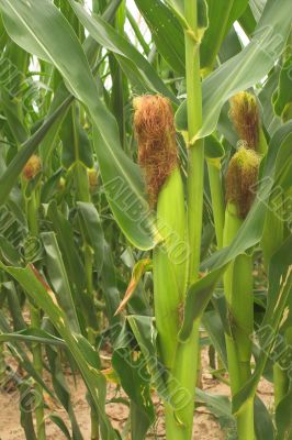 Corn Stalks