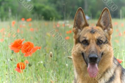 Germany sheepdog portrait