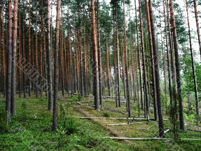 pine forest