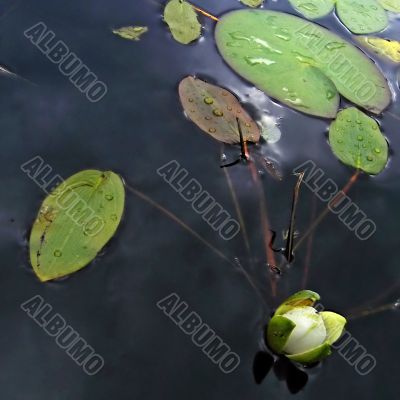 Water lily before a thunderstorm