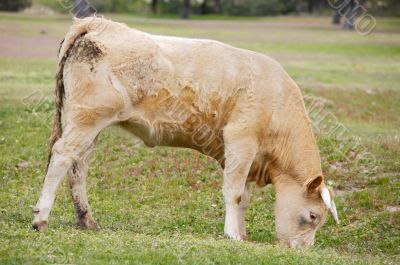cow eating grass
