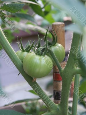 green tomatoes not fried