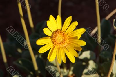 Wild Sunflower A