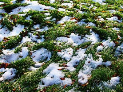 Snow Grass 2