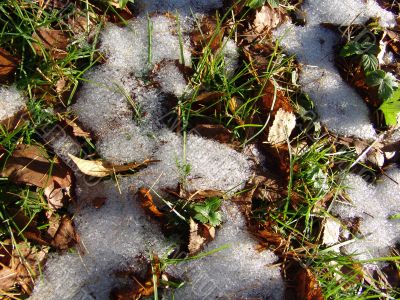 Snow leaves