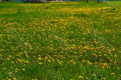 dandelion-meadow