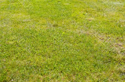 Grass texture