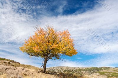 solitary tree