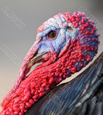 turkey