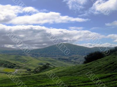 tea plantation valley