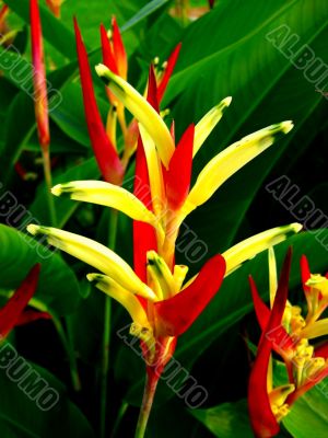 flower vibrant