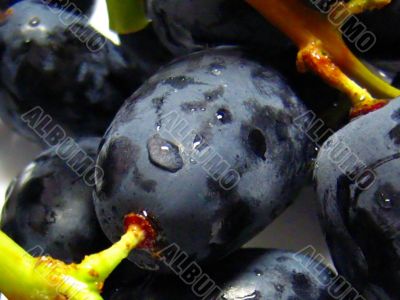 black and juicy grapes close up