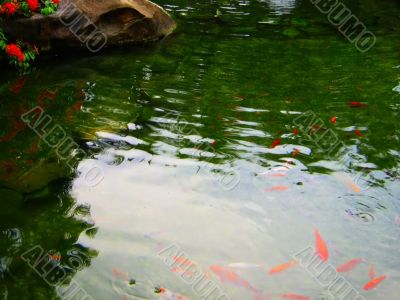 pond koi fish landscape