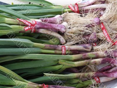 Green Garlic
