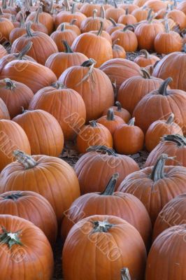 Pumpkins