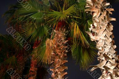 Palm Trees at Night