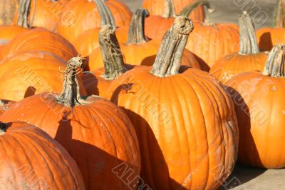 Pumpkins and Gourds