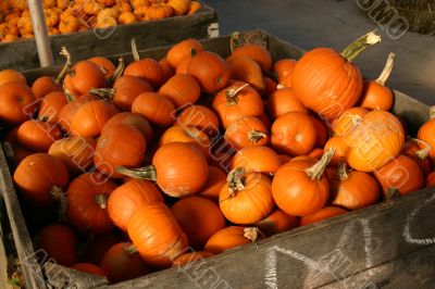 Pumpkins and Gourds
