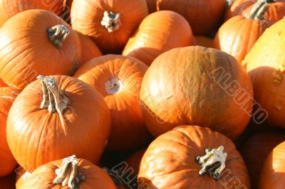 Pumpkins and Gourds