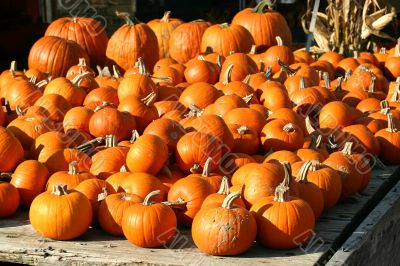 Pumpkins for Sale