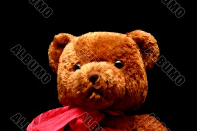 Teddy Isolated Black