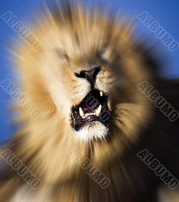 Roaring