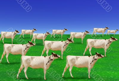 Herd of cows