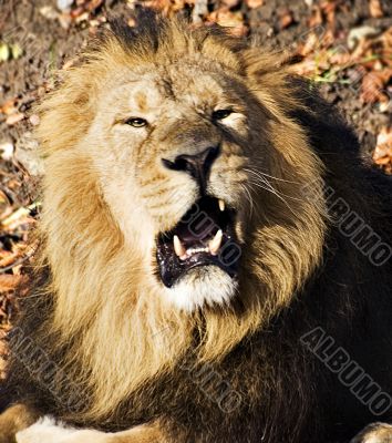 Roaring lion
