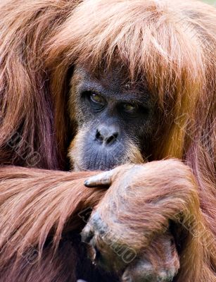 Orang utan