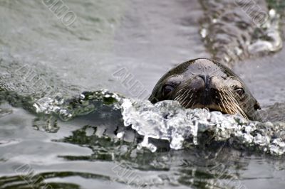 Swimming