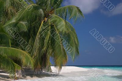 beach with beautiful palmtree
