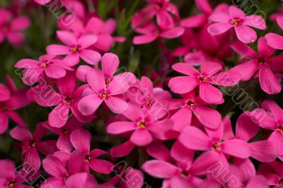 tiny pink flowers