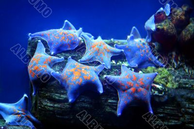 sea stars