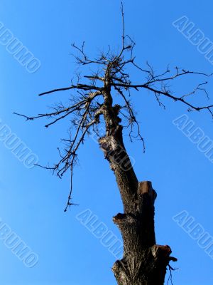 Dried tree