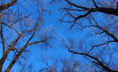 Dried trees