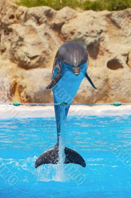 Dolphins