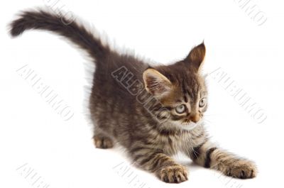 Adorable cat