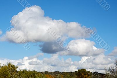 clouds and plants