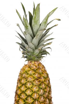 Tropical fruit