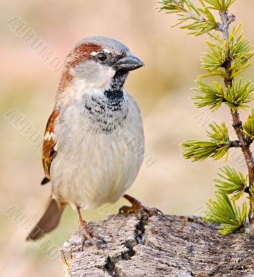 pretty bird