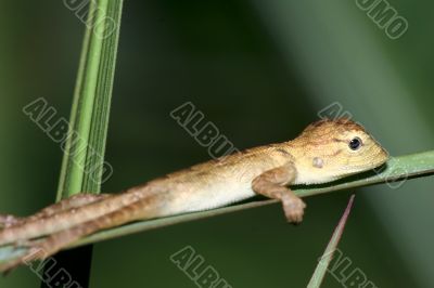 baby lizard on a single grass