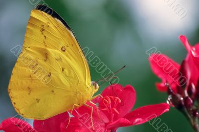 yellow butterfly pieridae