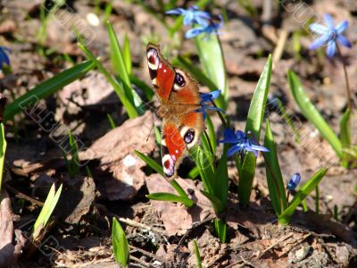 Butterfly