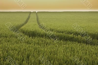 track in wheat field