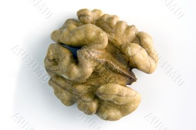 walnut