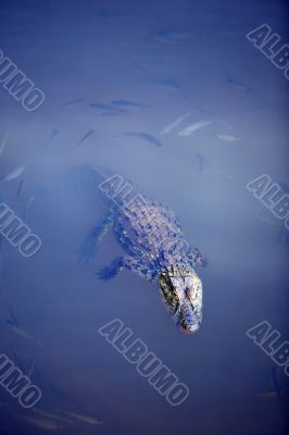 Crocodile floating